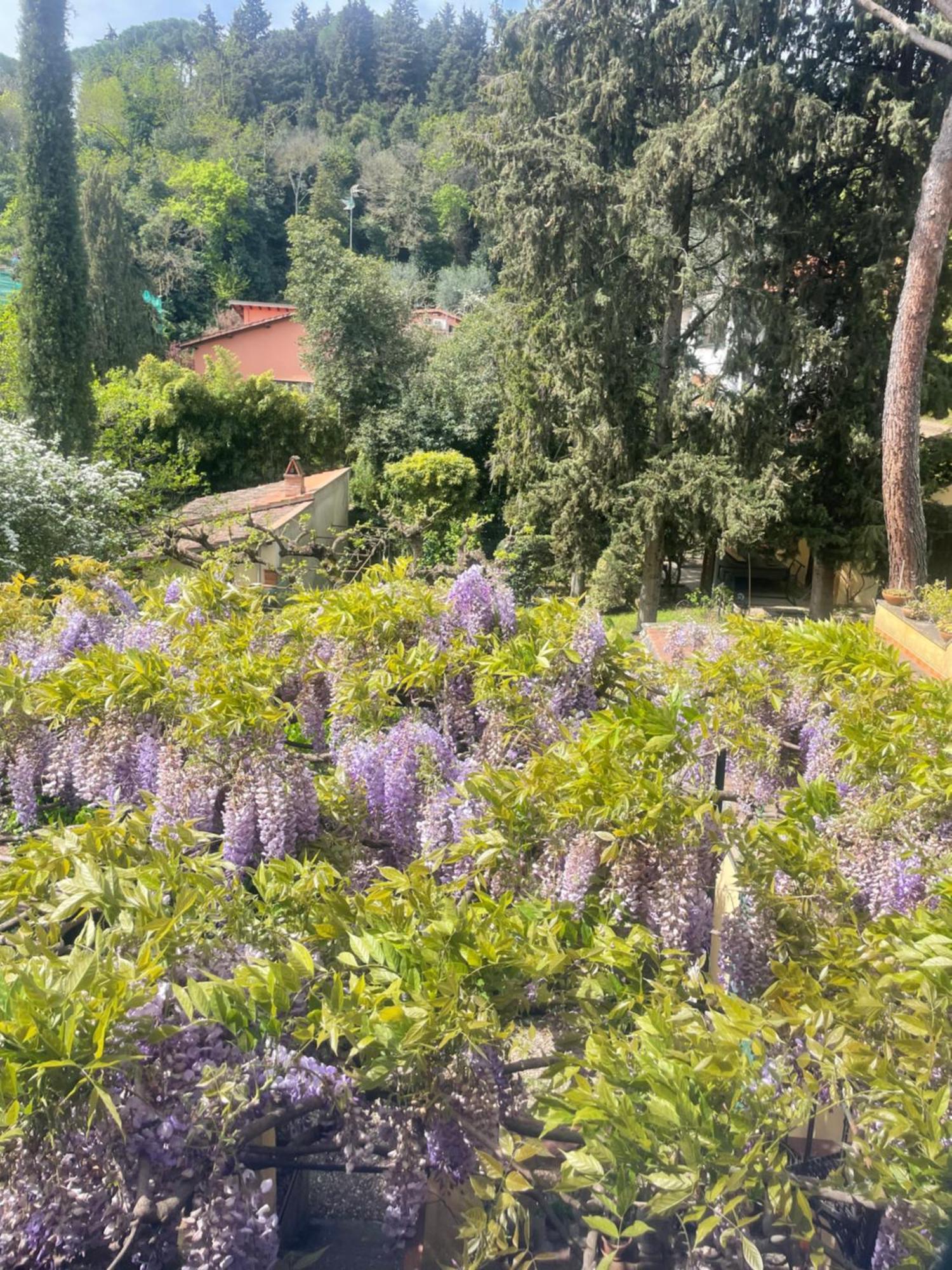 Albero Mago Guest house